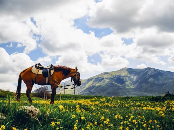 Stock photo lonely horse beautiful flowery hill armenia